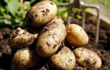 image-179644-patates.jpg
